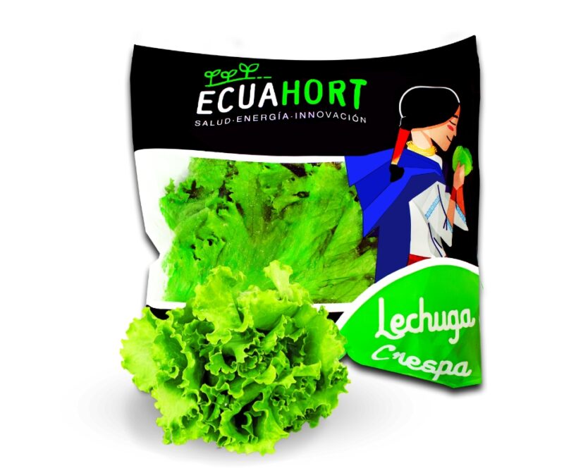 Lechuga Crespa